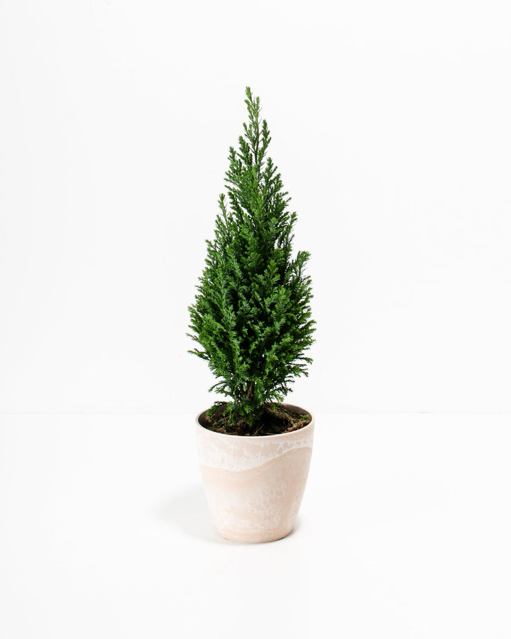 European Cypress Christmas Tree