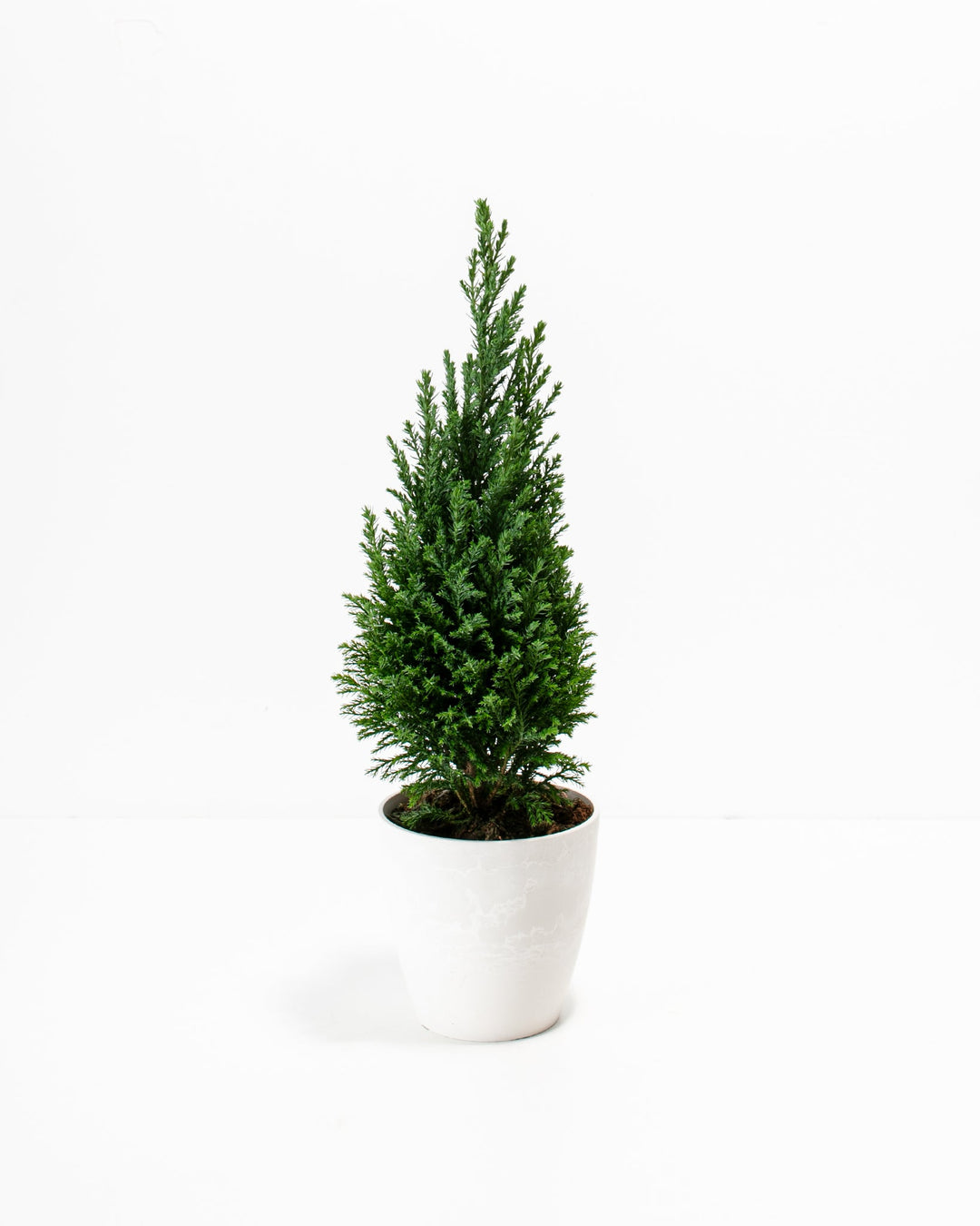 European Cypress Christmas Tree