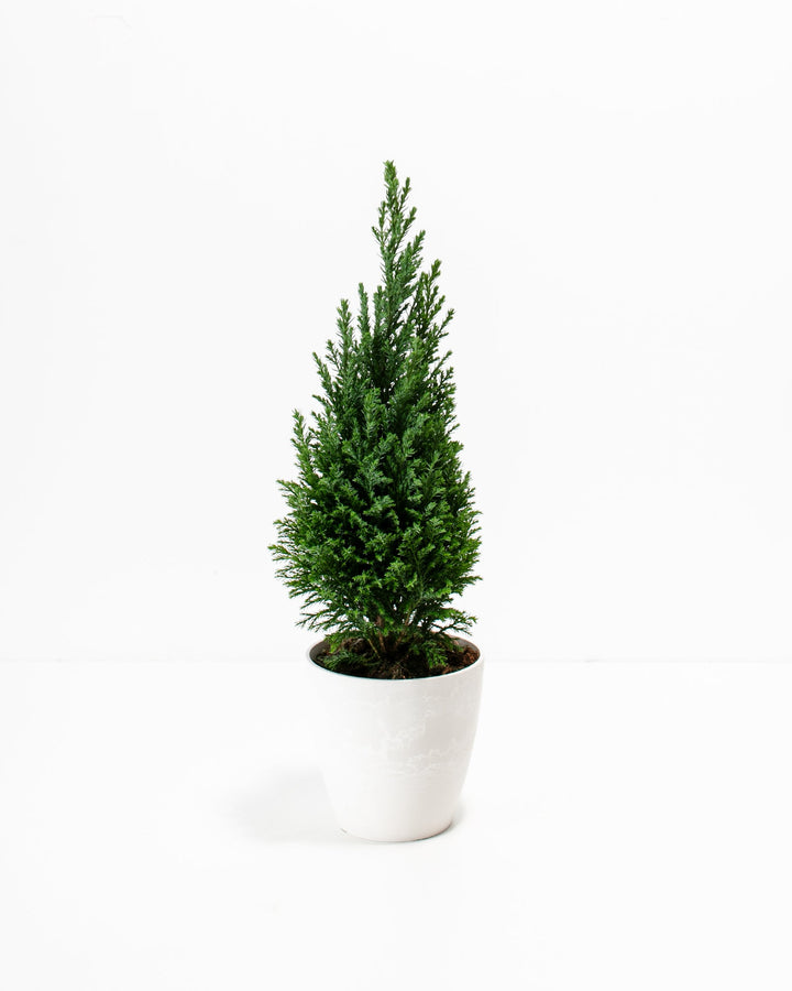 European Cypress Christmas Tree