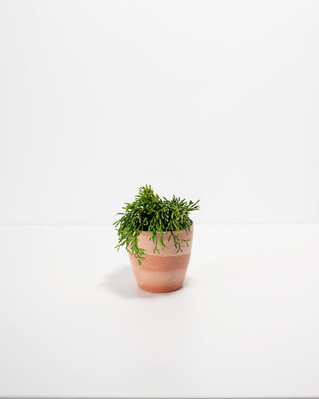 Petite Mistletoe Cactus in 4-inch coral ceramic pot displaying dense bushy form with articulated lime-green stems ready for trailing or cascading display.