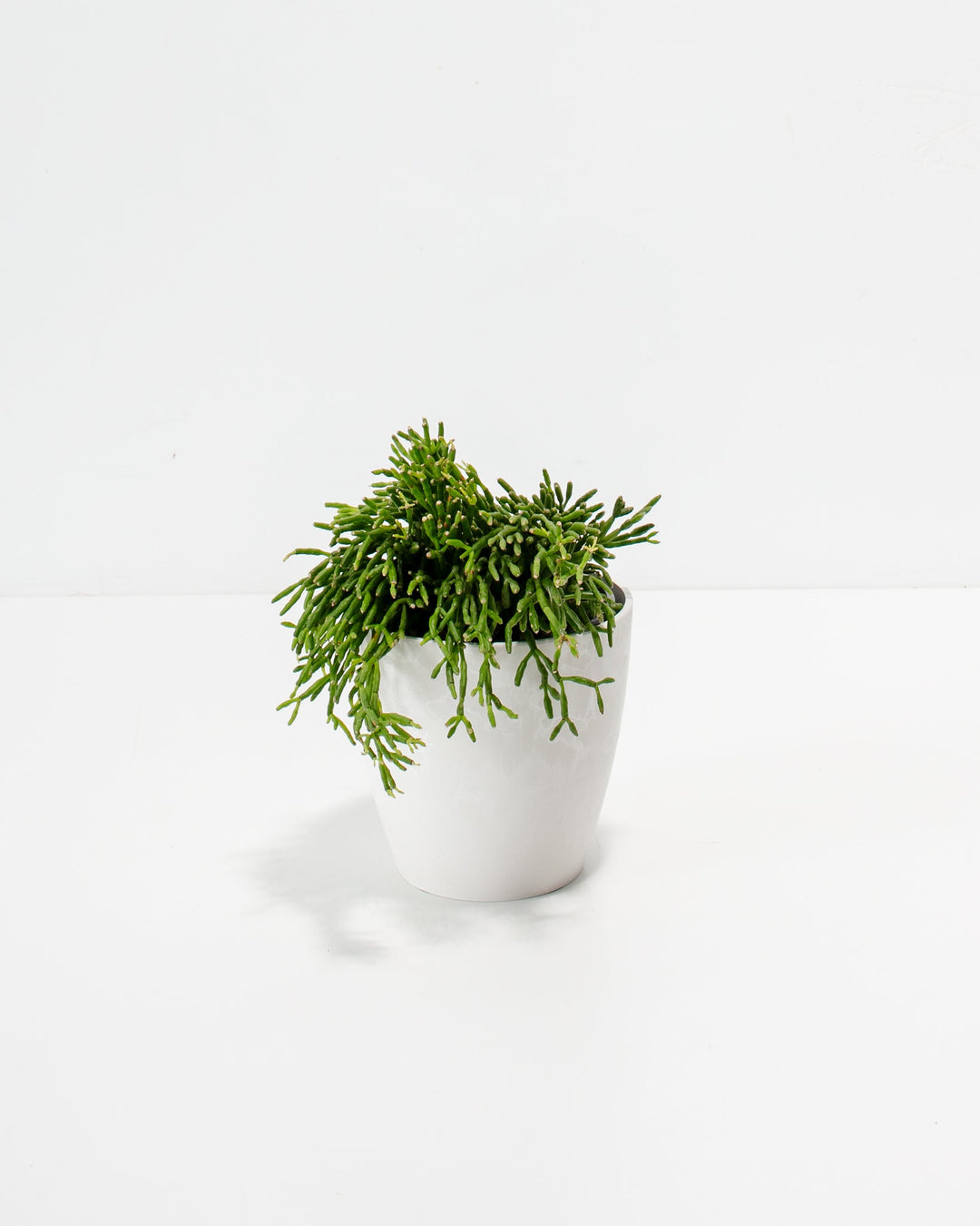 Miniature Mistletoe Cactus in 4-inch white ceramic pot with vibrant green segmented stems showing compact bushy form and early trailing characteristics.