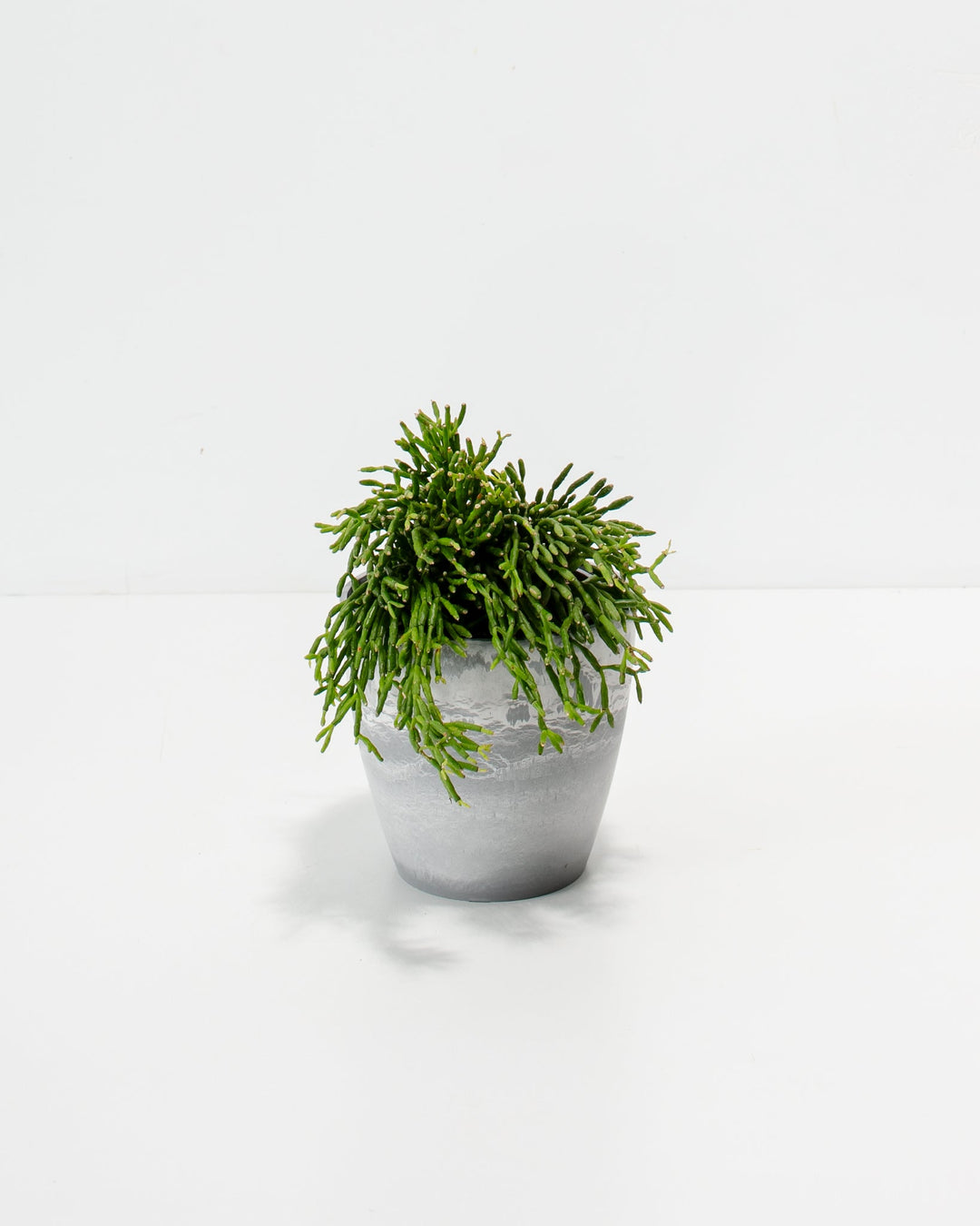 Small Mistletoe Cactus in 4-inch grey textured ceramic planter with healthy segmented foliage and compact growth habit suitable for desks and shelves.