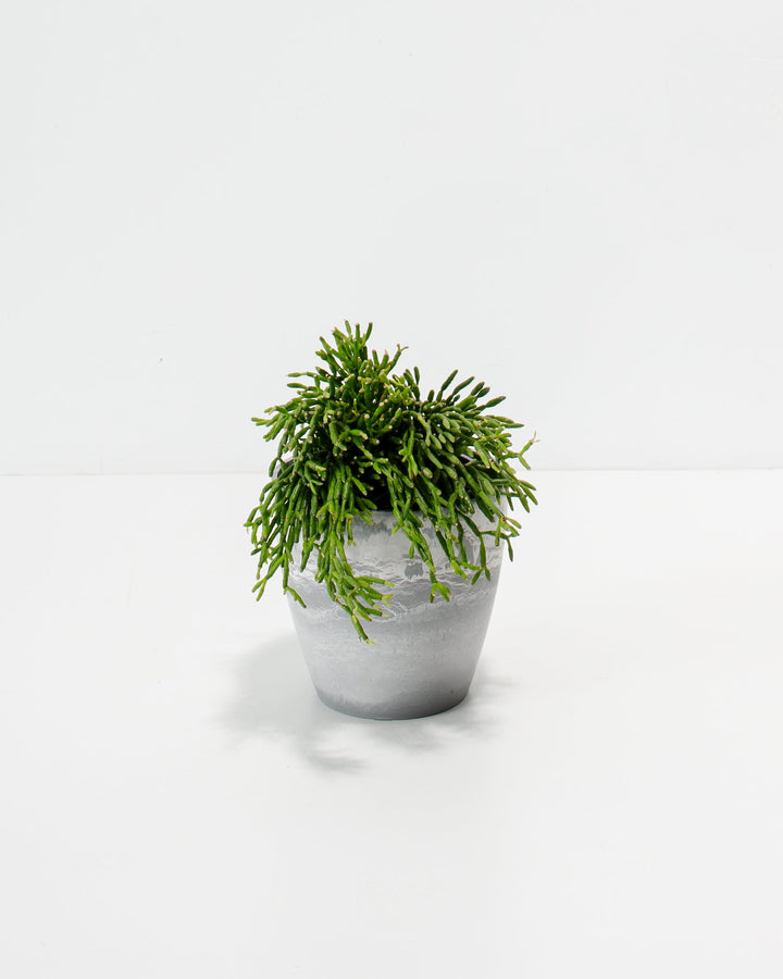 Small Mistletoe Cactus in 4-inch grey textured ceramic planter with healthy segmented foliage and compact growth habit suitable for desks and shelves.