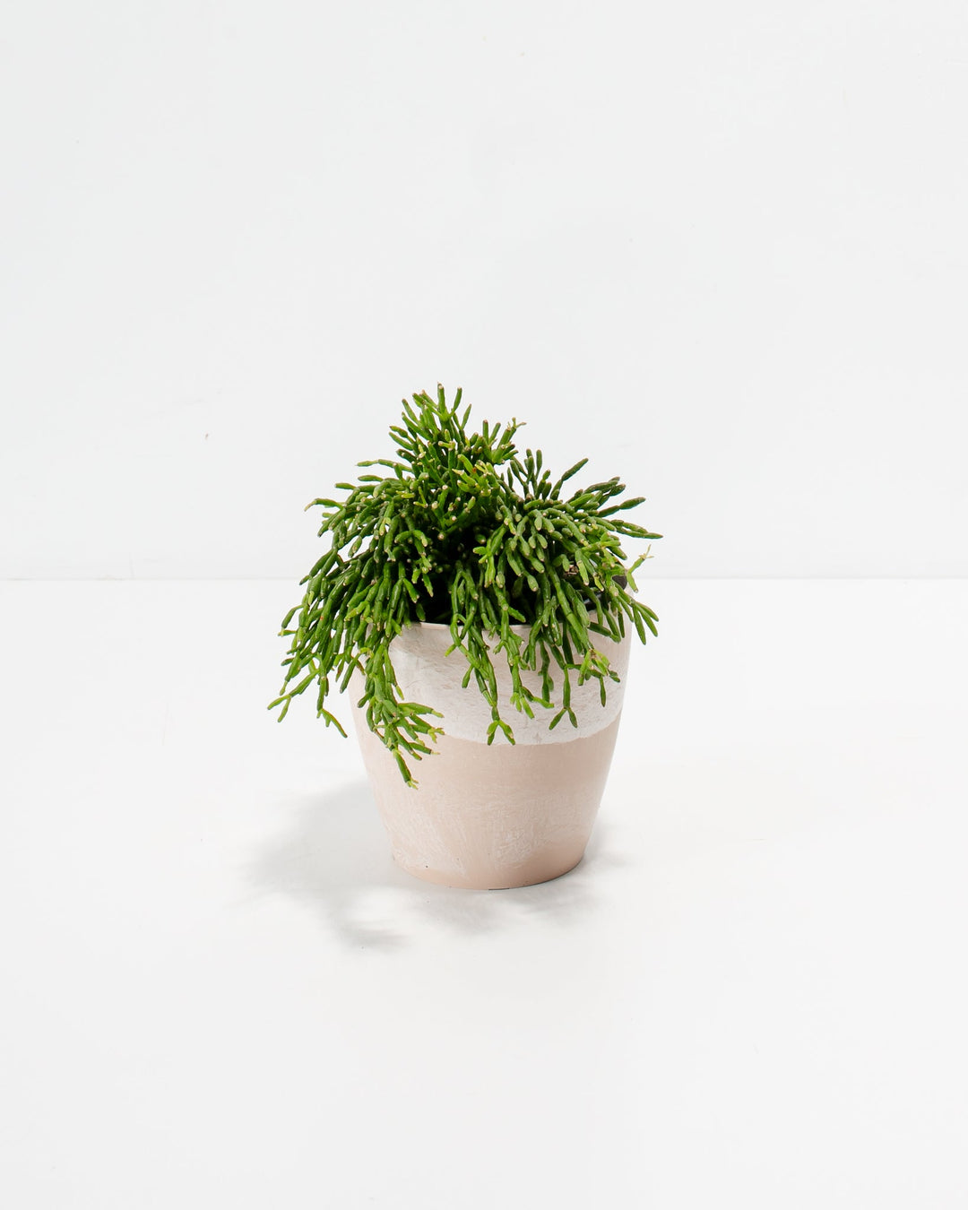 Compact Mistletoe Cactus in 4-inch maca ceramic pot with bright chartreuse segmented stems and cascading growth, ideal for small spaces and plant collections.