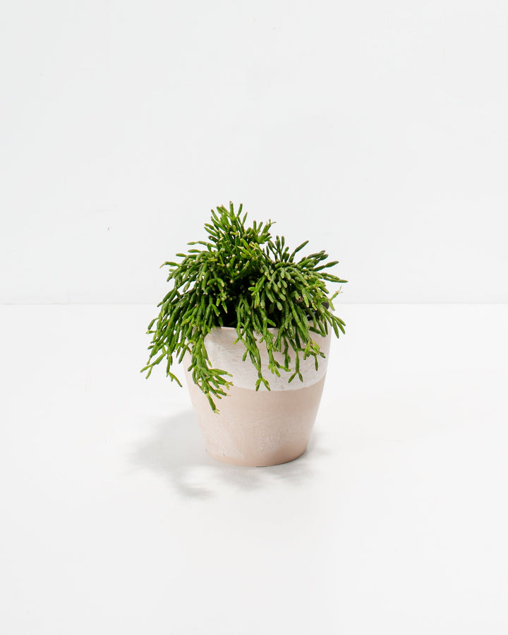 Compact Mistletoe Cactus in 4-inch maca ceramic pot with bright chartreuse segmented stems and cascading growth, ideal for small spaces and plant collections.