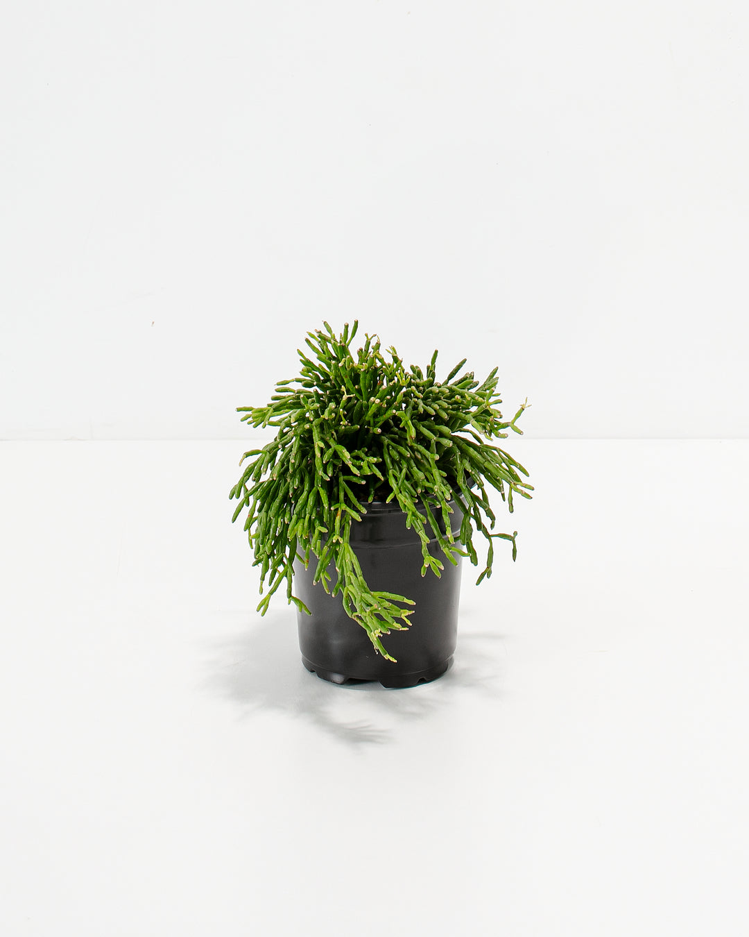 Mistletoe Cactus in 4-inch black nursery pot with fresh lime-green segmented stems showing full bushy canopy and developed root system ready for potting.