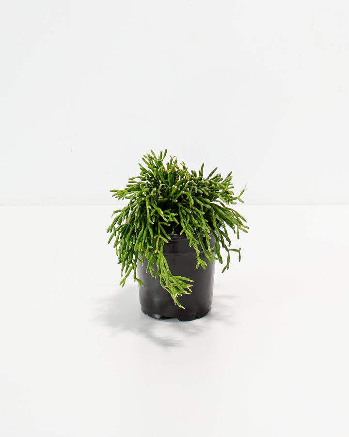 Mistletoe Cactus in 4-inch black nursery pot with fresh lime-green segmented stems showing full bushy canopy and developed root system ready for potting.