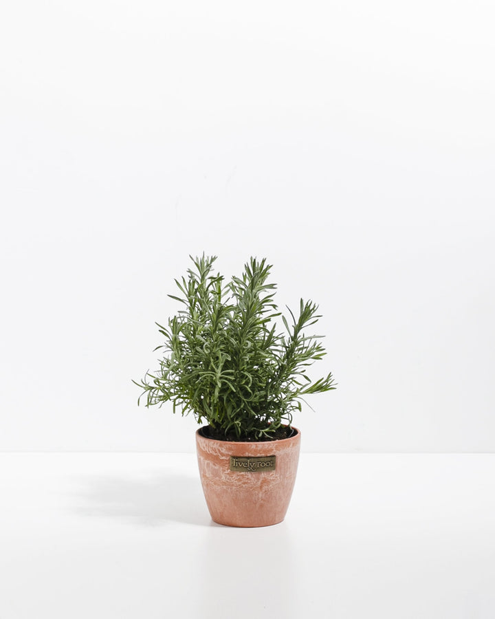 Lavender Primavera