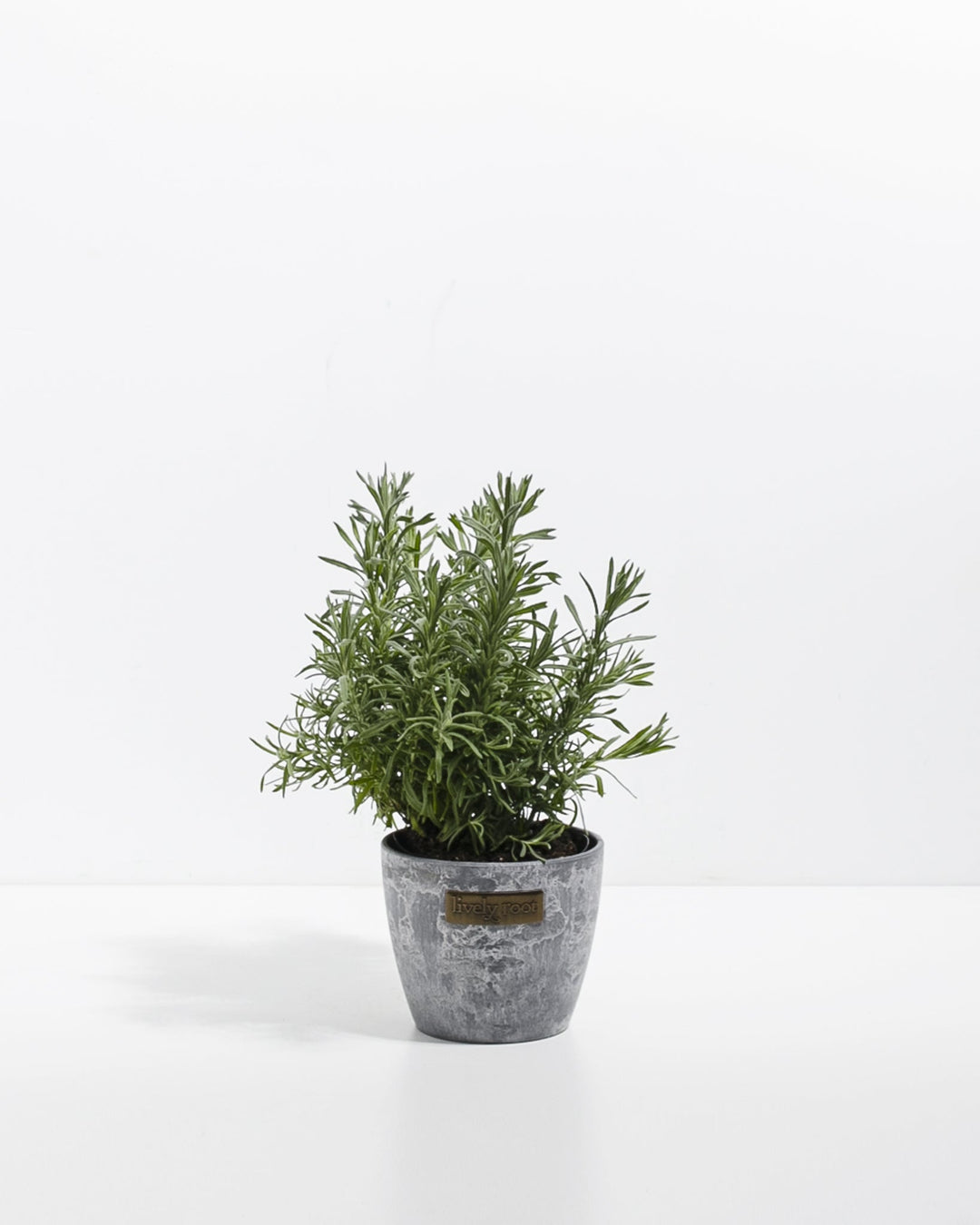 Lavender Primavera