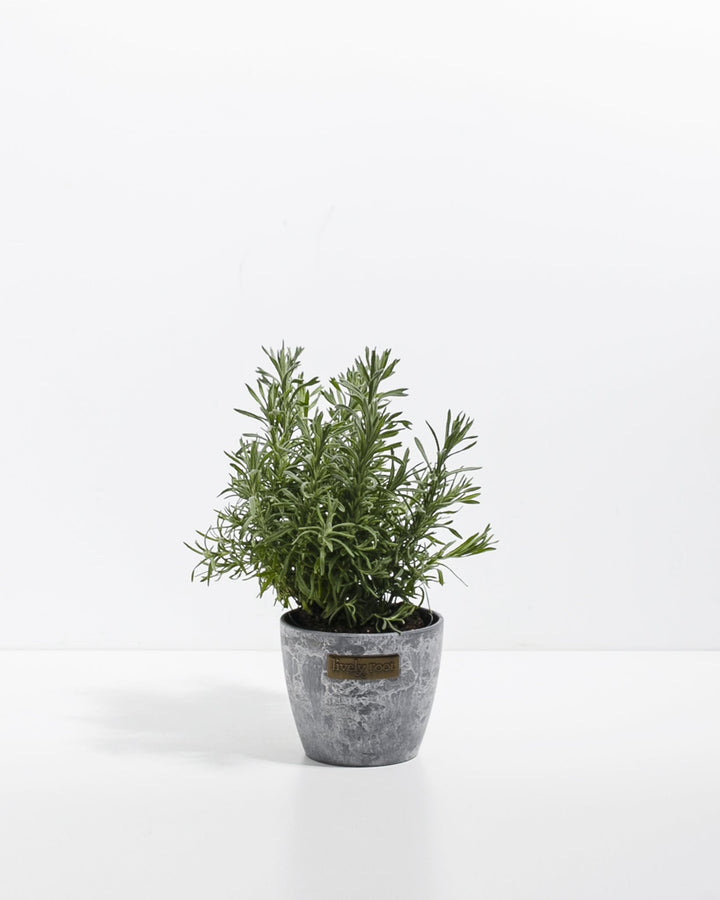Lavender Primavera