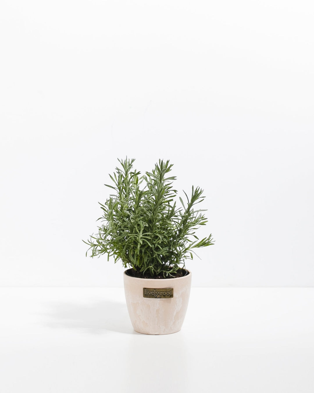Lavender Primavera