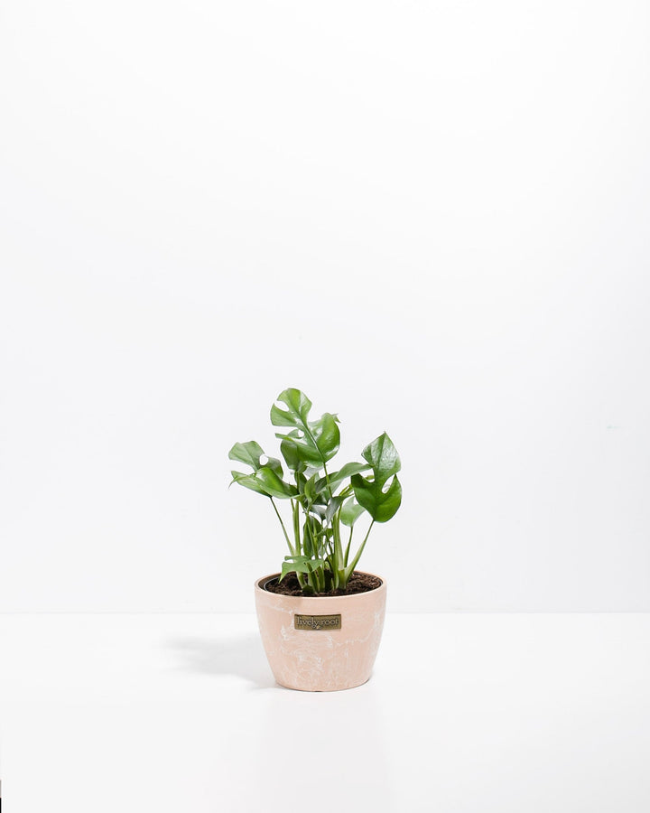 Small Philodendron Ginny (Mini Monstera) in a 4-inch blush pink Maca Lively Root pot with distressed finish, displaying compact glossy green lobed and fenestrated leaves on slender upright stems against a white studio background