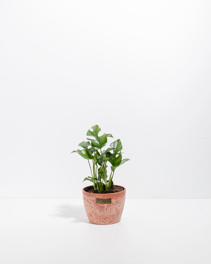 Small Philodendron Ginny (Mini Monstera) in a 4-inch terracotta Chai Lively Root pot with weathered finish, displaying compact glossy green lobed and fenestrated leaves on slender upright stems against a white studio background