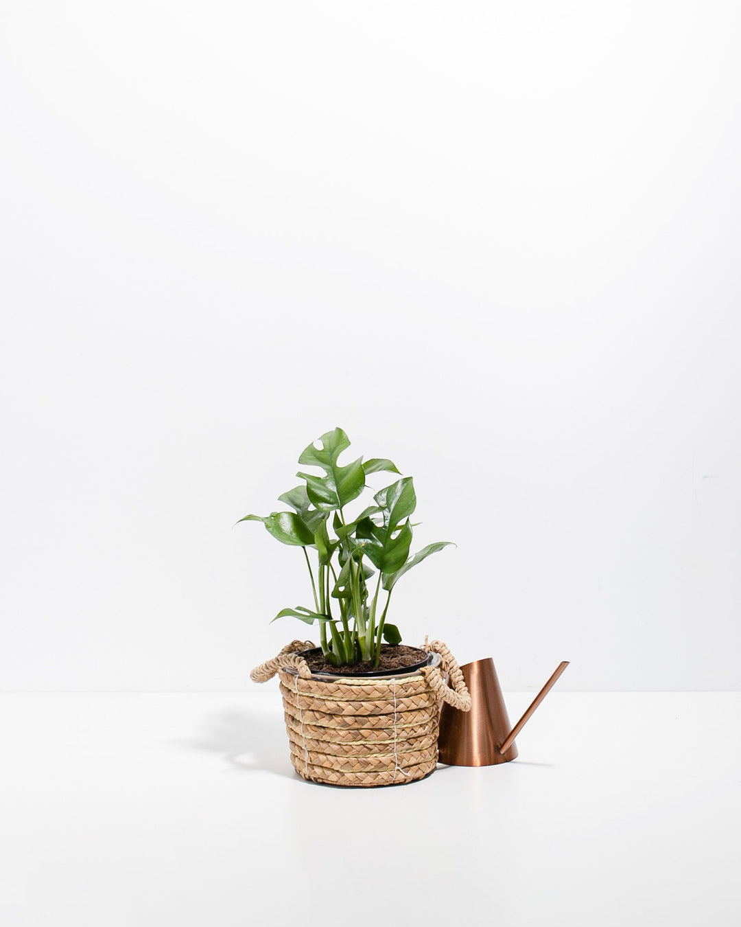Small Philodendron Ginny (Mini Monstera) in a 4-inch woven seagrass basket with rope handles, displayed alongside a copper watering can with glossy green lobed and fenestrated leaves on slender stems against a white studio background