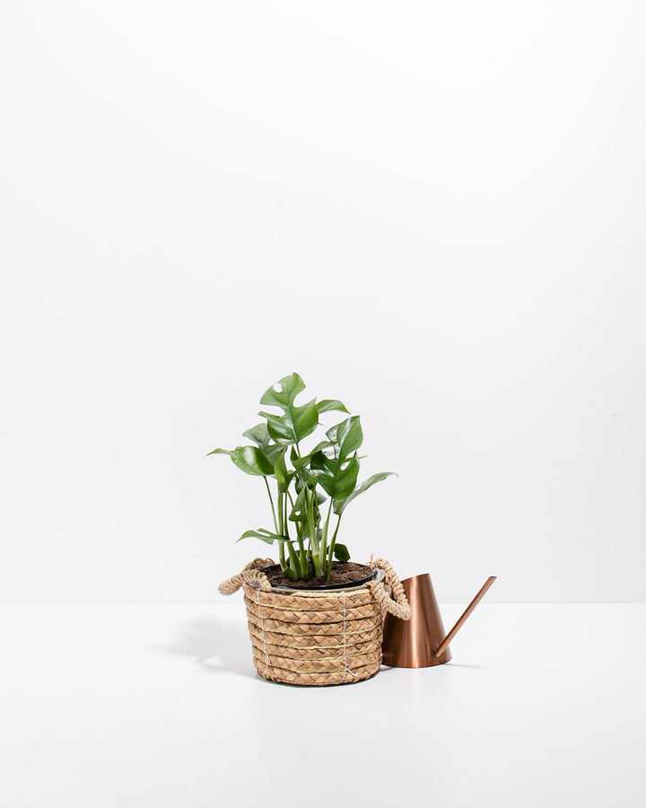 Small Philodendron Ginny (Mini Monstera) in a 4-inch woven seagrass basket with rope handles, displayed alongside a copper watering can with glossy green lobed and fenestrated leaves on slender stems against a white studio background