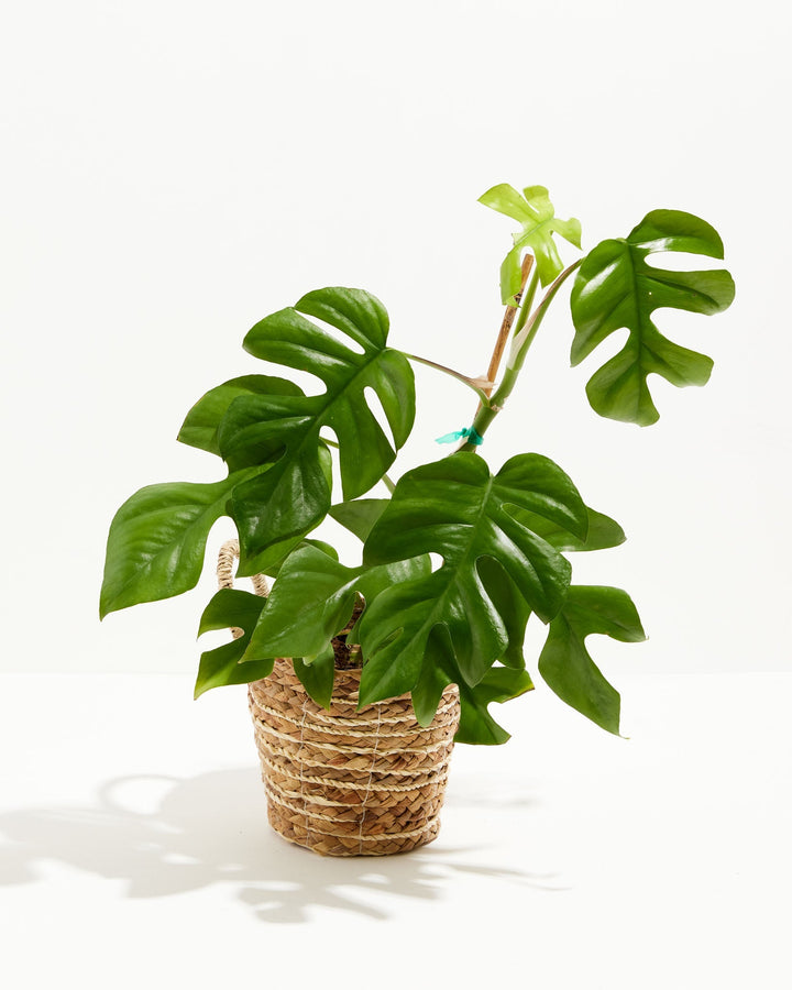Philodendron Ginny (Mini Monstera) in a 6-inch woven seagrass basket with looped handles, featuring large glossy deep green split and fenestrated leaves with a bright lime green unfurling new leaf on a tall stem against a white studio background