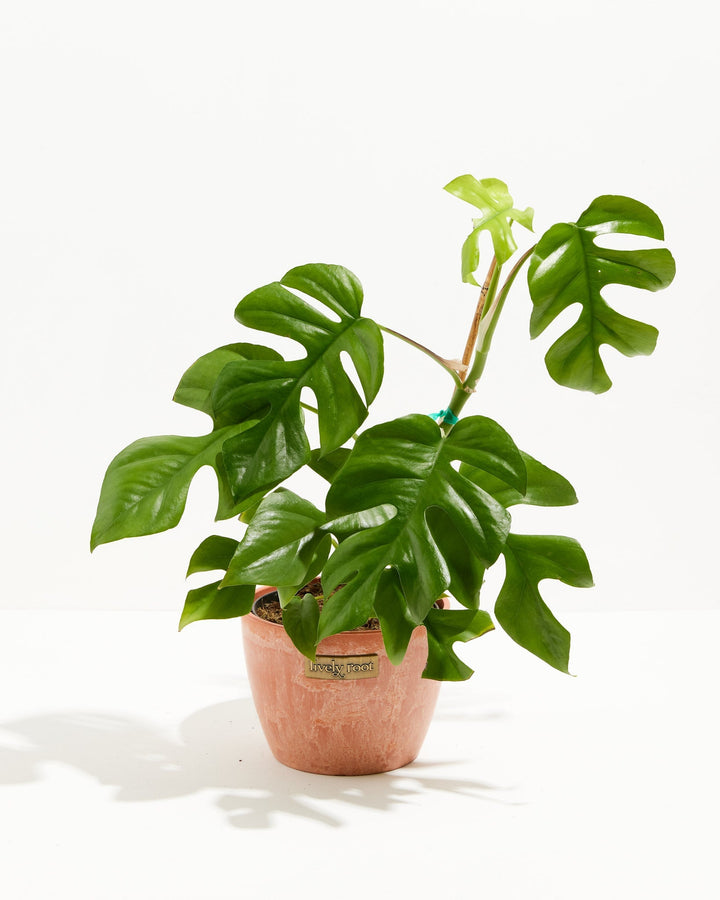 Philodendron Ginny (Mini Monstera) in a 6-inch terracotta Chai Lively Root pot with weathered finish, featuring large glossy deep green split and fenestrated leaves with a bright lime green unfurling new leaf on a tall stem against a white studio background