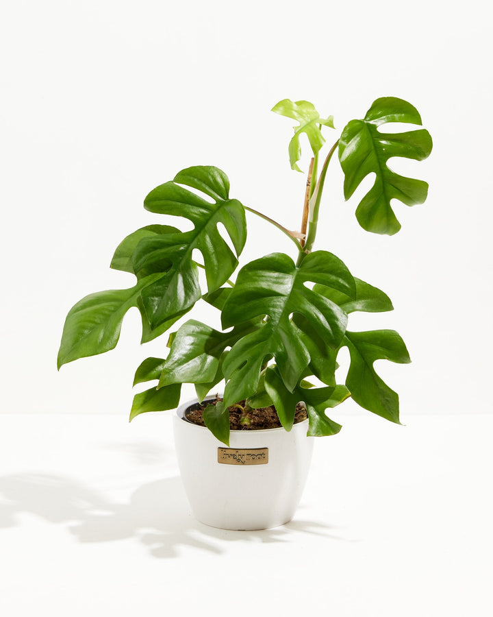 Philodendron Ginny (Mini Monstera) in a 6-inch white Coco Lively Root pot, featuring large glossy deep green split and fenestrated leaves with a bright lime green unfurling new leaf on a tall stem against a white studio background