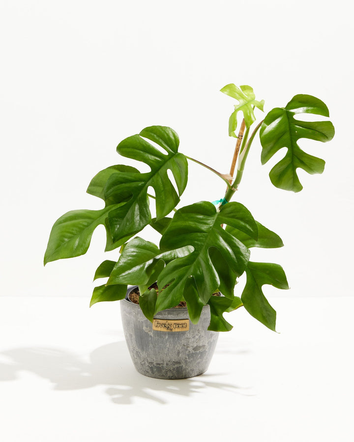 Philodendron Ginny (Mini Monstera) in a 6-inch grey marbled Lively Root pot, featuring large glossy deep green split and fenestrated leaves with a bright lime green unfurling new leaf on a tall stem against a white studio background