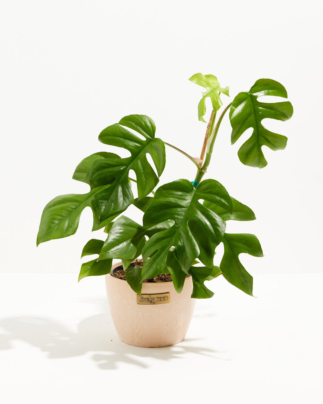 Philodendron Ginny (Mini Monstera) in a 6-inch blush pink Maca Lively Root pot with distressed finish, featuring large glossy deep green split and fenestrated leaves with a bright lime green unfurling new leaf on a tall stem against a white studio background