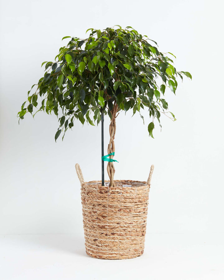 Ficus Benjamina Midnight Braid