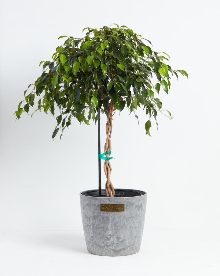 Ficus Benjamina Midnight Braid