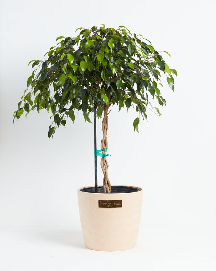 Ficus Benjamina Midnight Braid