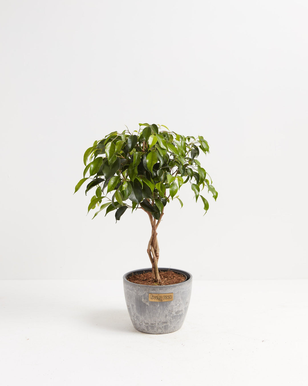 Ficus Benjamina Midnight Braid