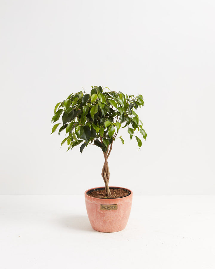 Ficus Benjamina Midnight Braid