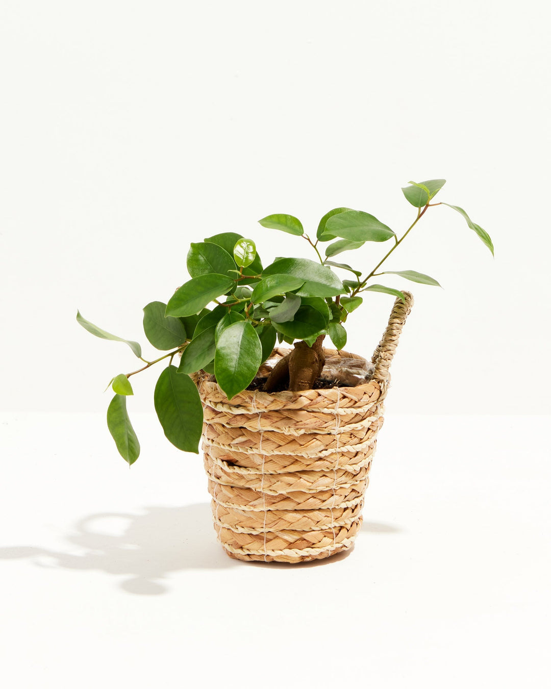 Ficus Benjamina Midnight Braid