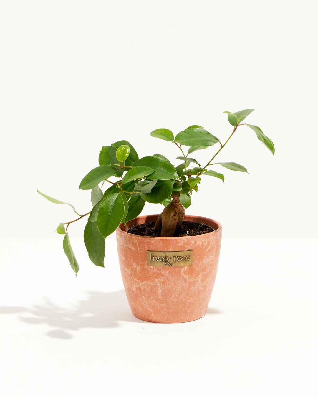 Ficus Benjamina Midnight Braid