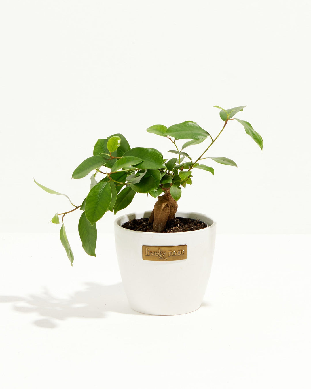Ficus Benjamina Midnight Braid