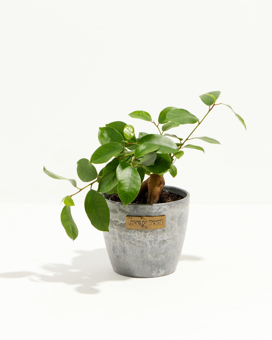 Ficus Benjamina Midnight Braid