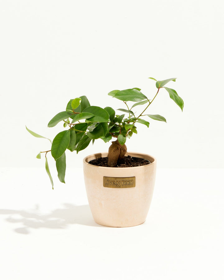 Ficus Benjamina Midnight Braid