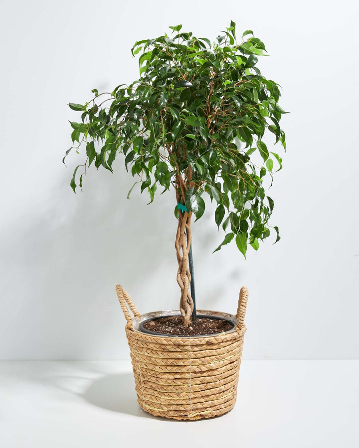 Ficus Benjamina Midnight Braid