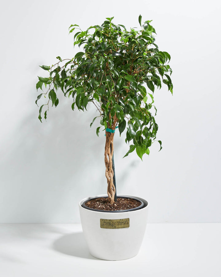 Ficus Benjamina Midnight Braid