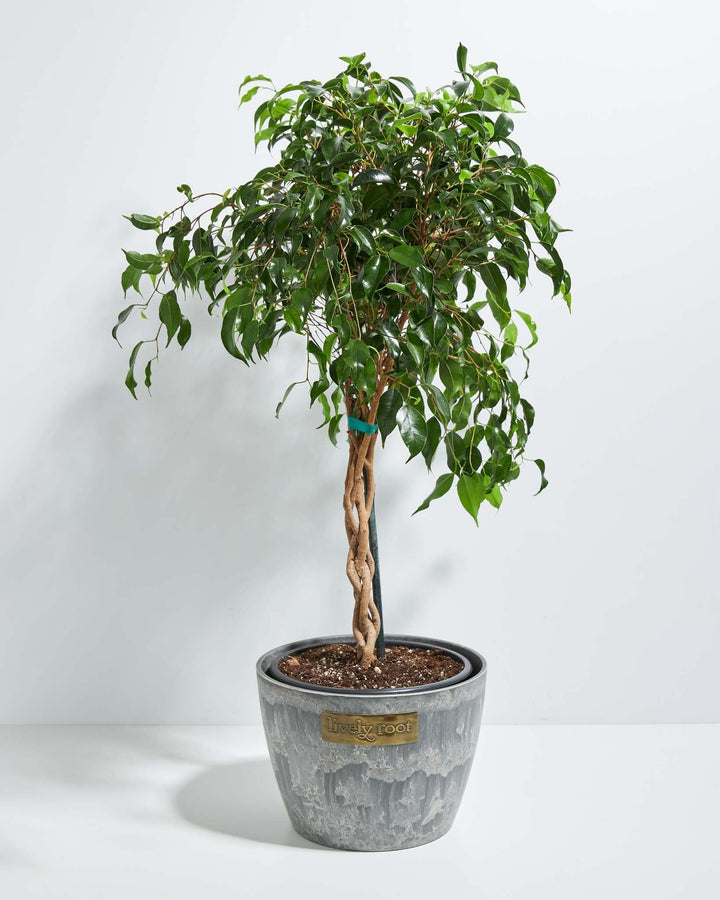Ficus Benjamina Midnight Braid