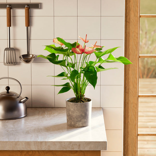 Anthurium 'Livium' in a gray concrete pot with vibrant red and pink blooms and glossy green heart-shaped leaves on a modern kitchen countertop with white tile backsplash and steel kettle
