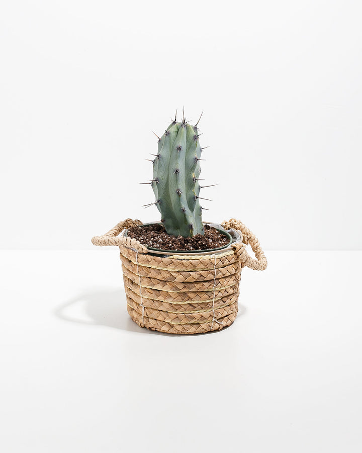 Medium Cactus Assorted