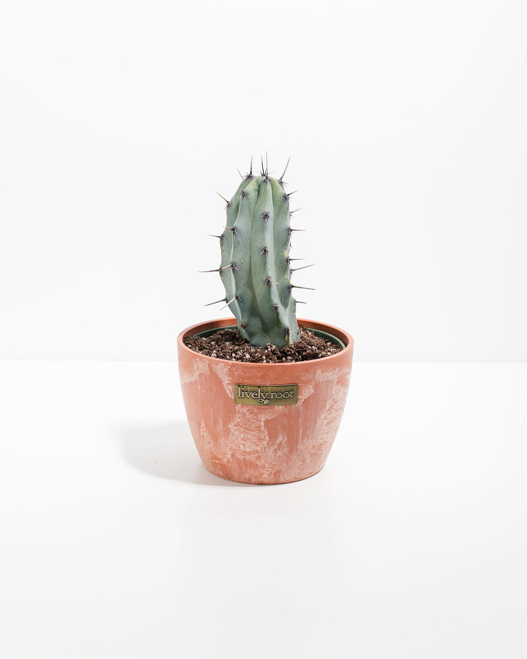 Medium Cactus Assorted