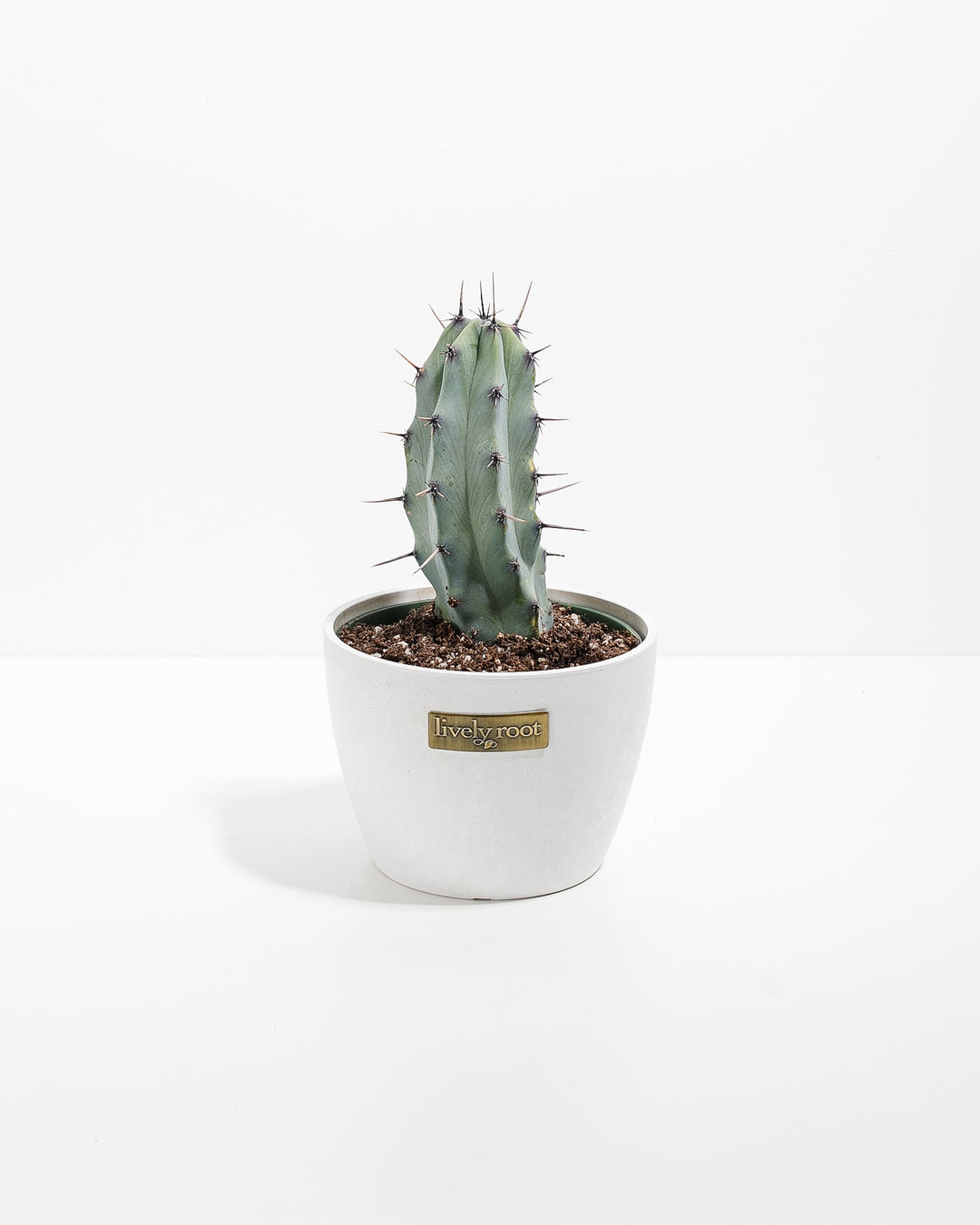 Medium Cactus Assorted