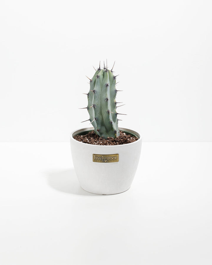 Medium Cactus Assorted
