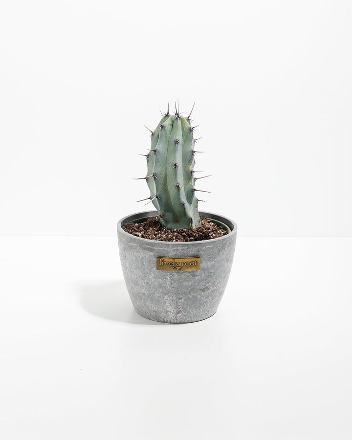 Medium Cactus Assorted