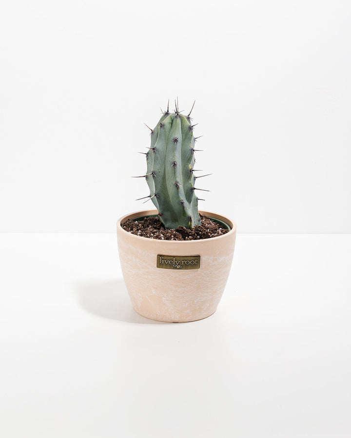 Medium Cactus Assorted
