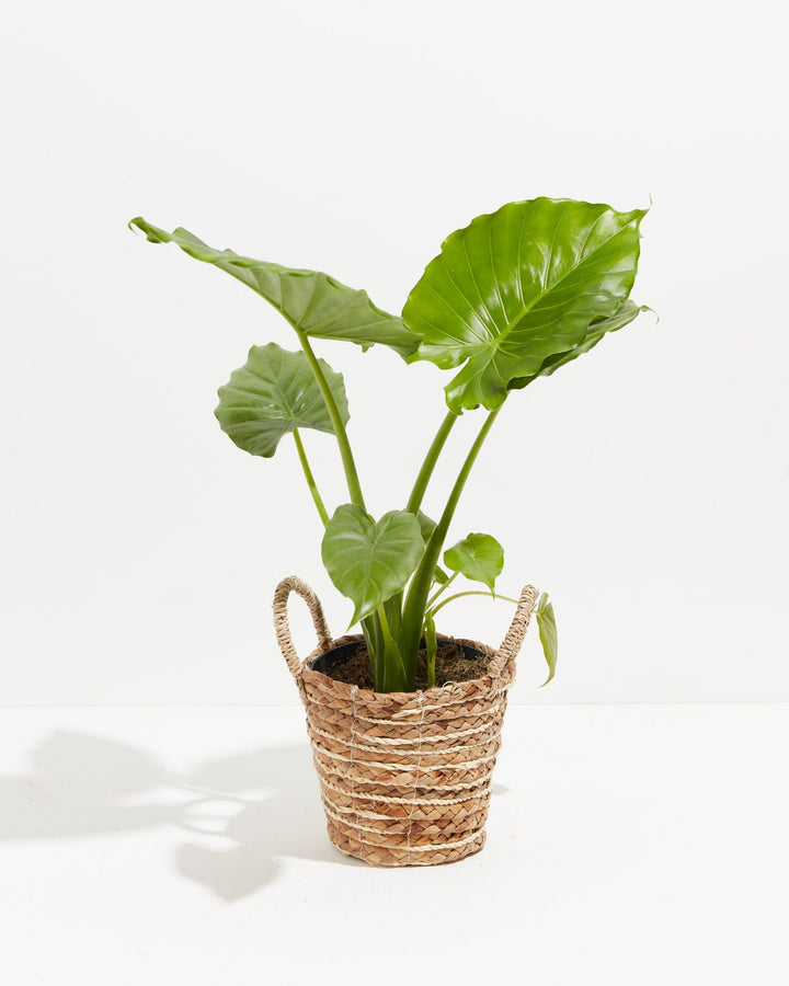 Alocasia Gagaena California