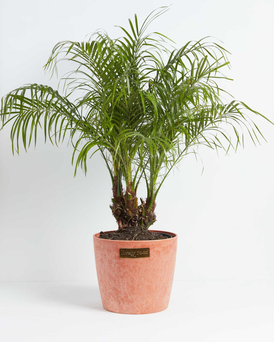 Pygmy Date Palm with feathery green fronds and fiber-covered trunks in a terracotta ceramic planter.