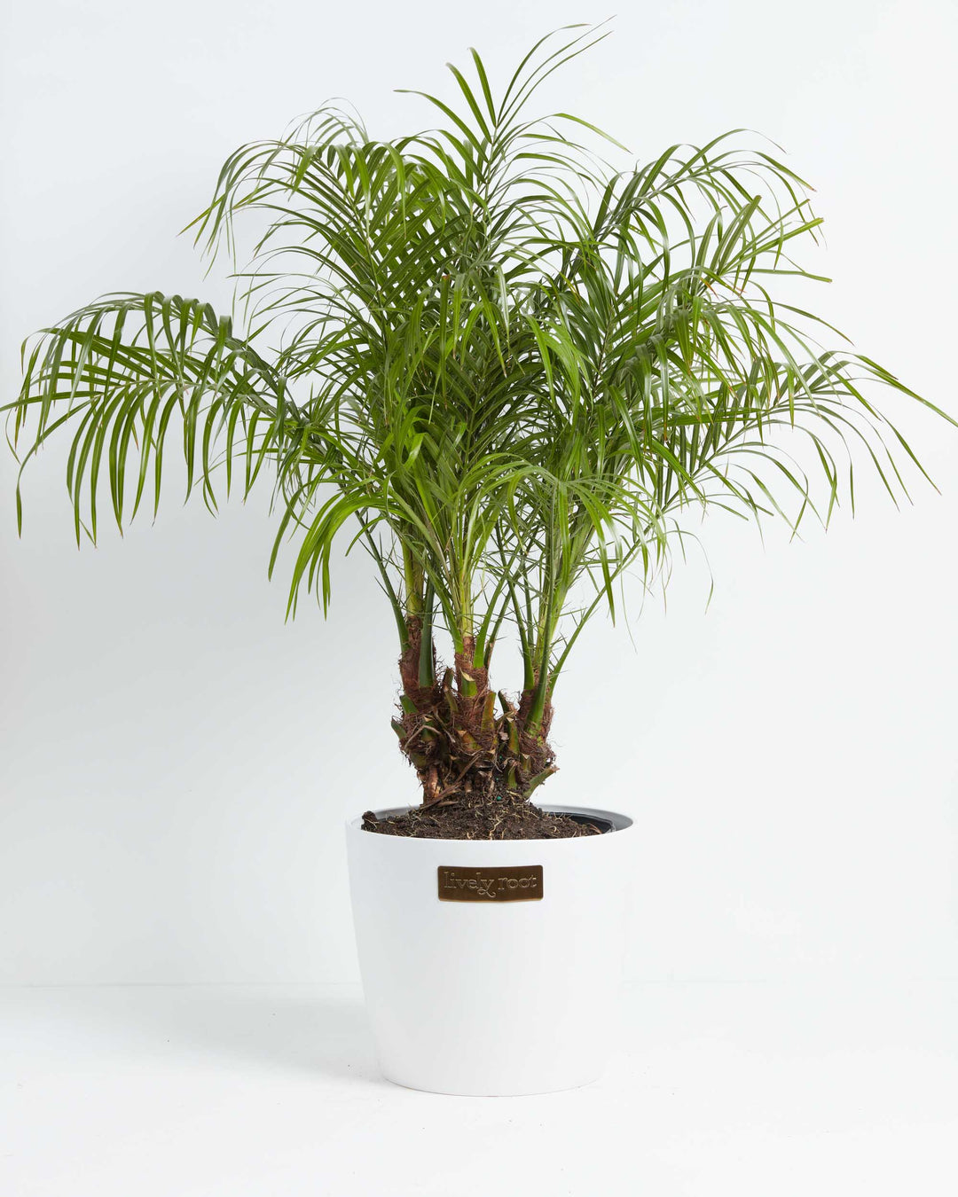 A lush Pygmy Date Palm (Phoenix roebelenii) showcasing a dense crown of feathery, arching green fronds that spread gracefully outward. The plant features textured, fiber-covered trunks extending from the soil and is potted in a smooth, white ceramic planter adorned with a small, rectangular gold "Lively Root" brand plate on the front, all set against a solid white background.