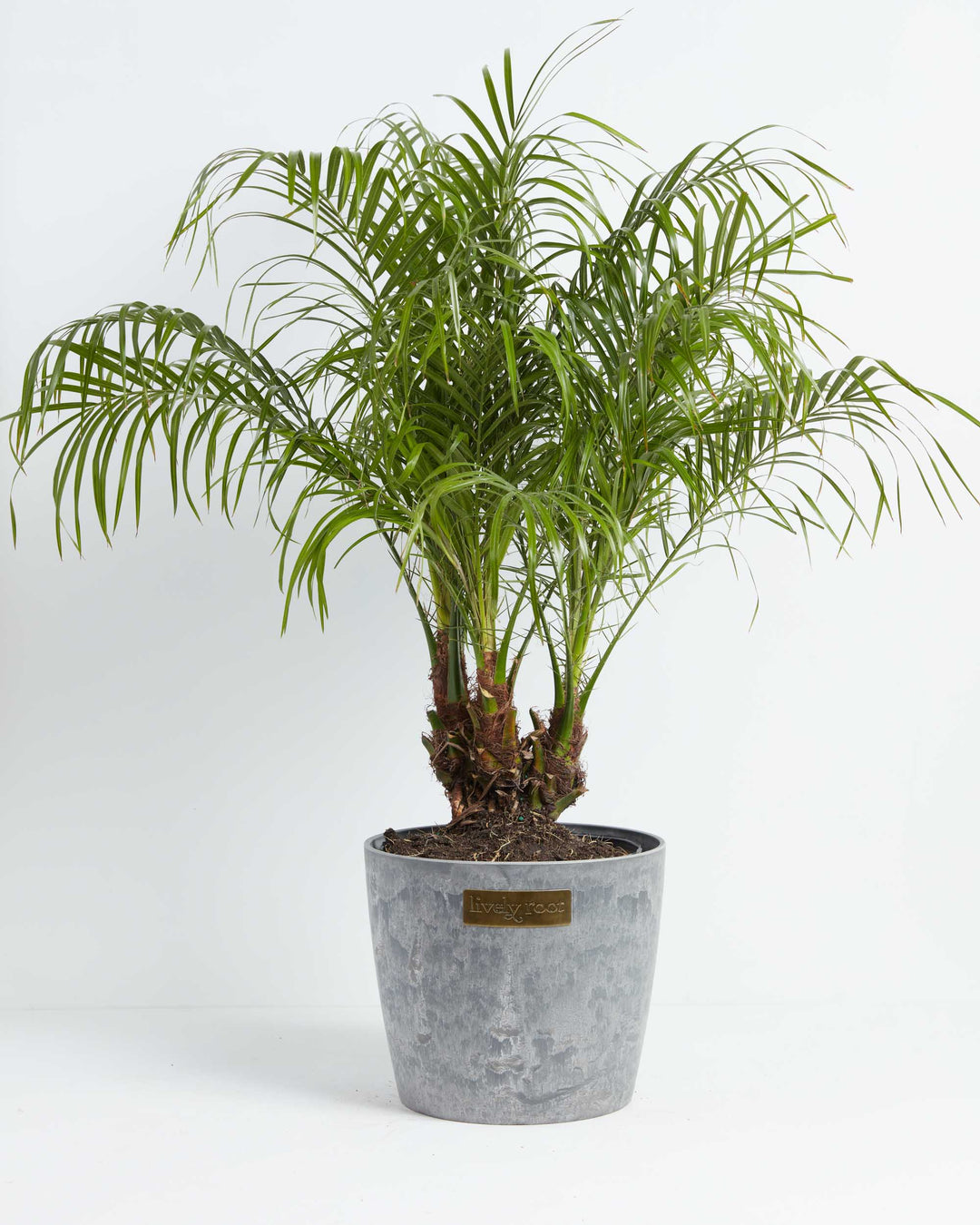 A lush Pygmy Date Palm (Phoenix roebelenii) showcasing a dense crown of feathery, arching green fronds that spread gracefully outward. The plant features textured, fiber-covered trunks extending from the soil and is potted in a textured grey planter adorned with a small, rectangular gold "Lively Root" brand plate on the front, all set against a solid white background.