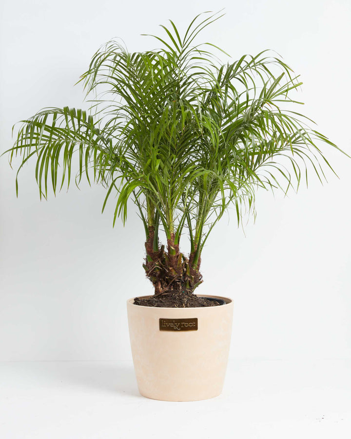 Pygmy Date Palm featuring feathery green fronds and fibrous trunks in a smooth, sand-colored ceramic planter.