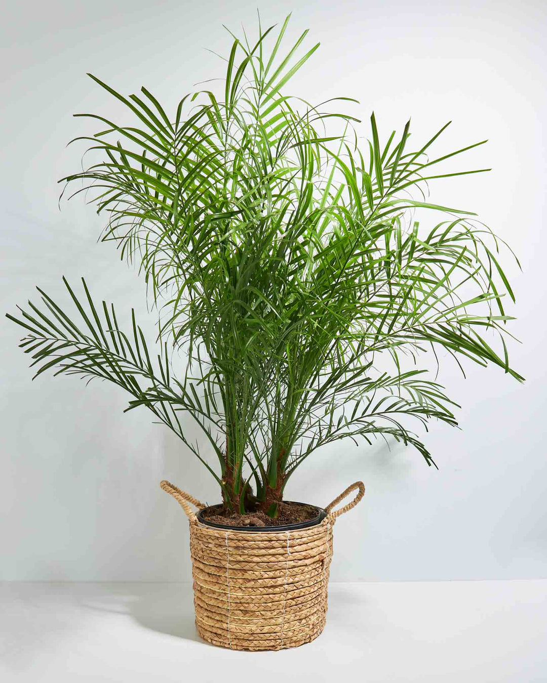 A potted Pygmy Date Palm with lush green leaves, showing the plant's base and part of its root system.